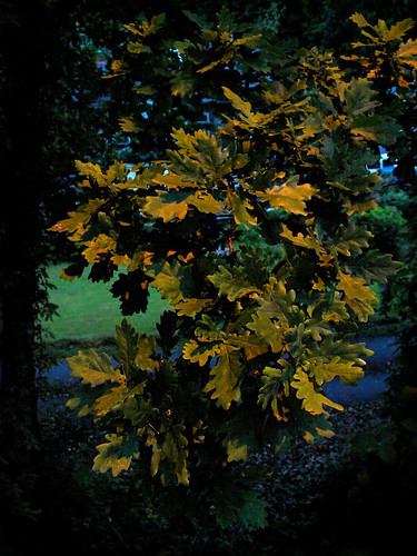 8: Oak Leaves by street light