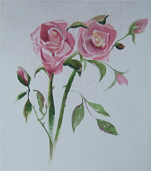 pink roses5