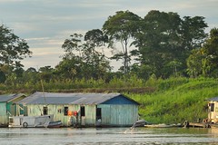 Grey dolphin in the Amazon river