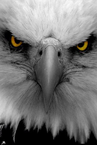 eagles wallpaper. Eagles iPhone Wallpaper