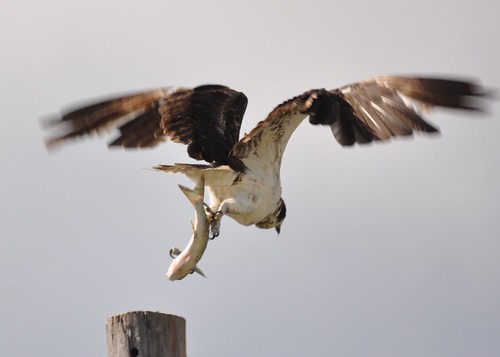 Osprey with fish two