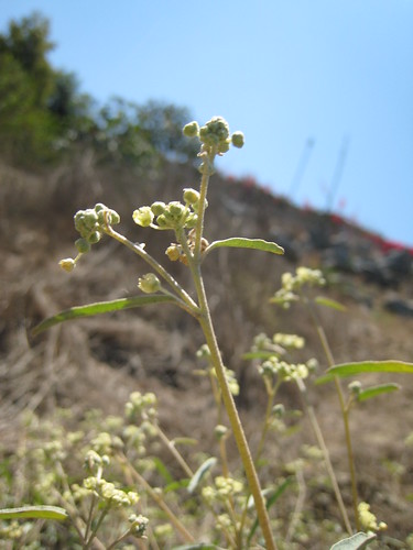 California croton-male flowers
