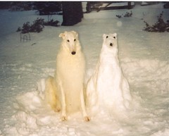 Hund und Schneehund