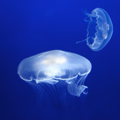 Two white jellyfish in a blue, blue tank