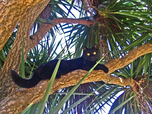 Alice In Palm Tree.LowRezjpg