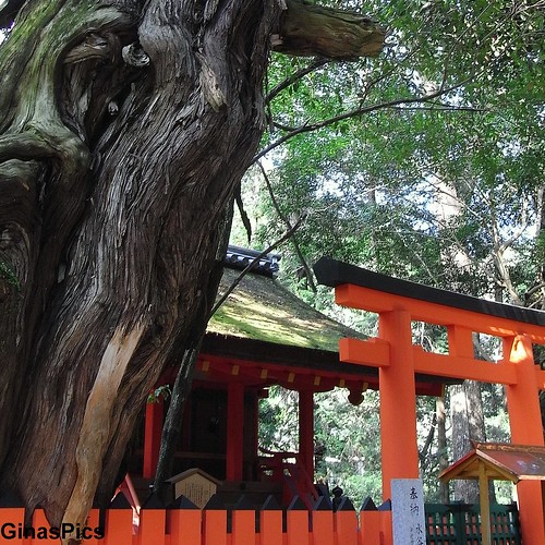 Holy Tree Torii Nara