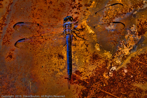 The Rusty Dragonfly