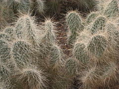 hairy cacti