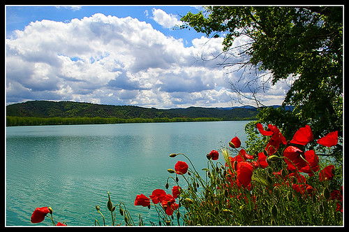 lake and poppies