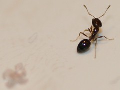 Ant antics - don