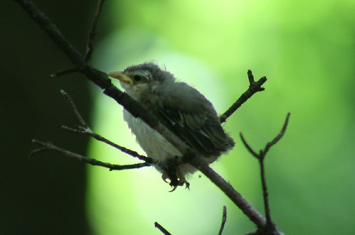 Possibly a Red-eyed Vireo fledgling