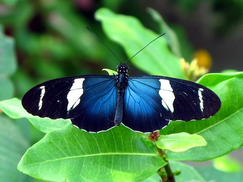 Blue Butterflies Pictures, Blue Butterflies