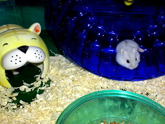 2007-Sep-20_baby_hamsters-new_home-6
