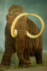 Mammoth at Flickr.com