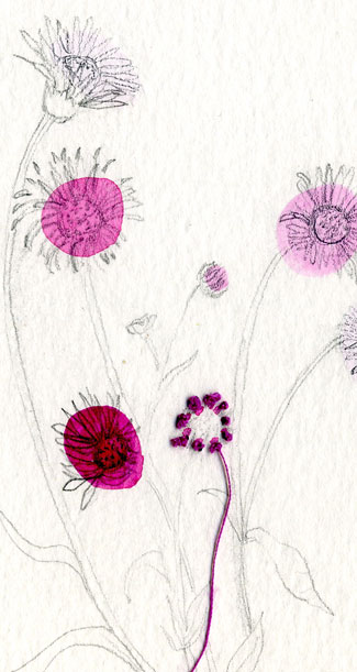 spring floral sketches : detail mini daisy