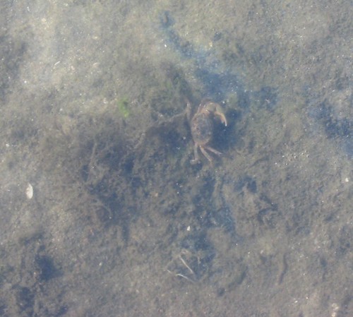 Crab underwater_0736