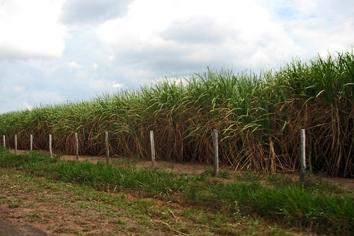 New monoculture of sugar-cane