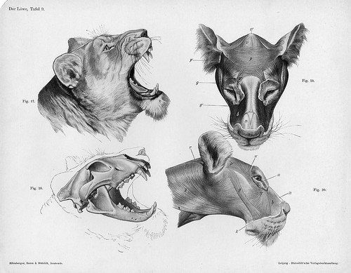 lion head anatomy views