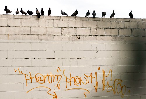 ph@ntm pigeons