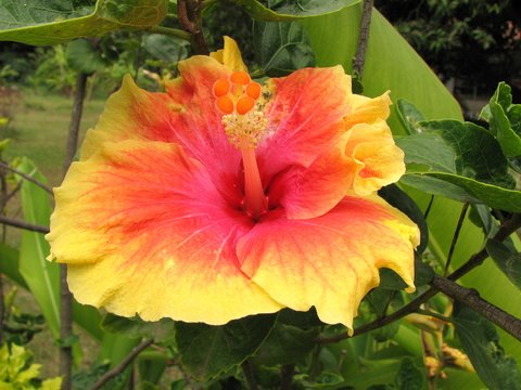Hibiscus, indra dhanush 150707