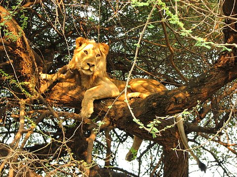Tree-climbing Lion of Lake Manyara