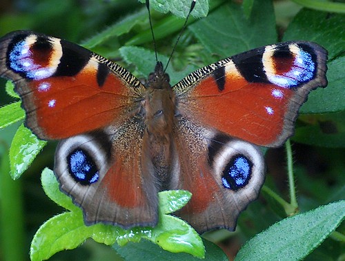 A tame peacock  butterfly