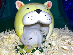 2007-Sep-20_baby_hamsters-new_home-2