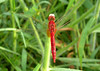 Dragonfly at Muang Boran Fishponds