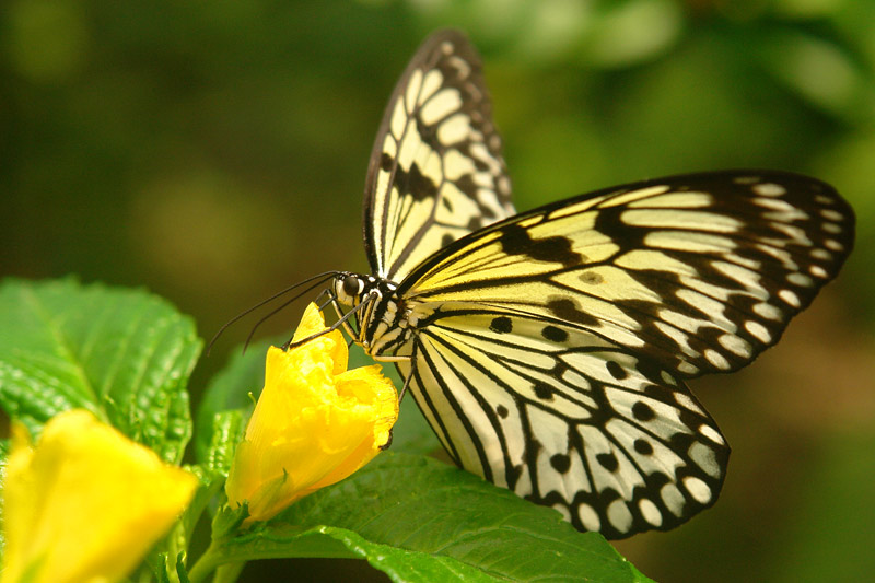 aruba butterfly