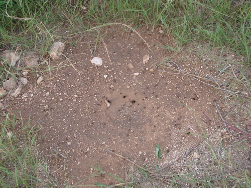 Texas Ants - AntWeb