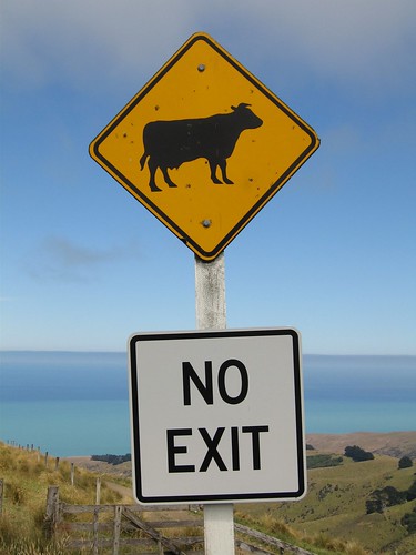 Cattle, No Exit by Mollivan Jon.