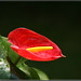 红火鹤 Anthurium
