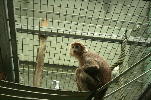 Trauriger Primat / Sad primate