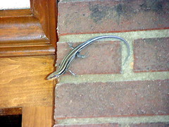 Skink in the House (1)