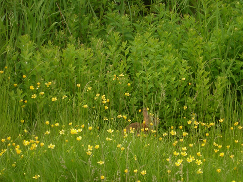 Somehow I'm still really, really impressed whenever I see a bunny.   I'm not used to actual wildlife near where I live.   I also saw ducks the other day.  And a Coyote.