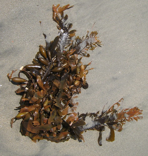 Mass of kelp