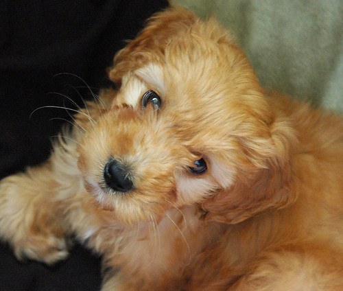 goldendoodle puppies pictures. the Golden Doodle Puppy