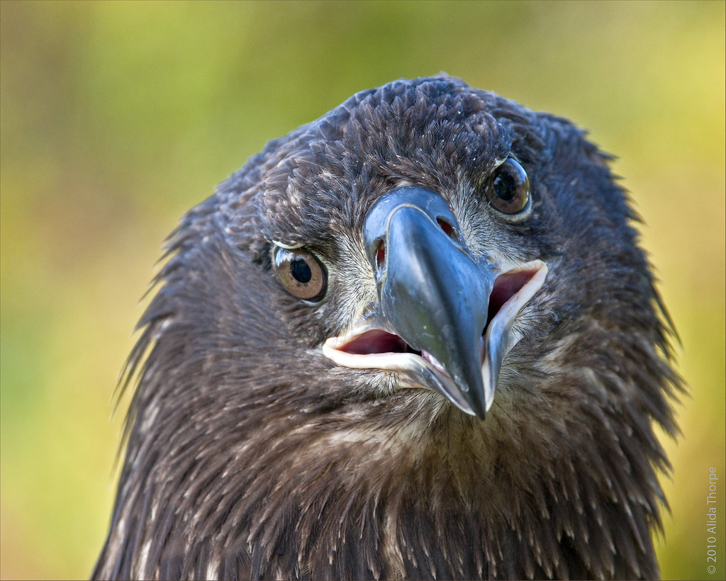 immature Eagle, captured