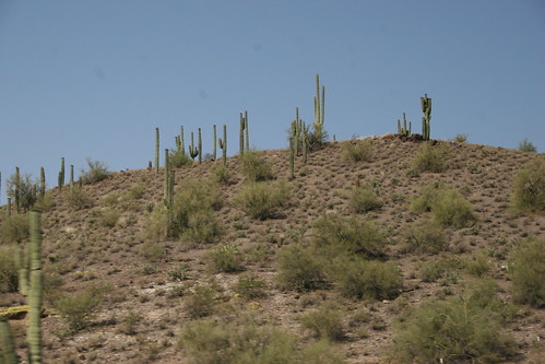 Arizona desert with saguaros galore.JPG