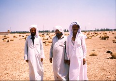 Bedouin shepherds