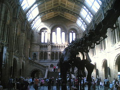 NHM Central Hall with Diplodocus