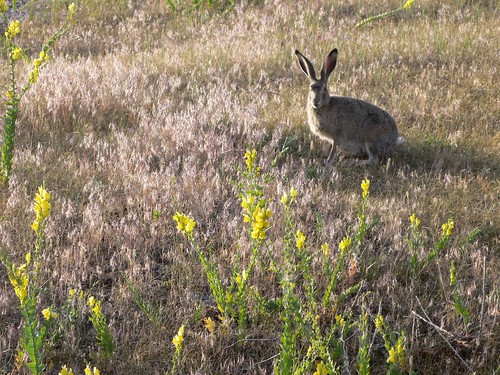 Yellowstone Jack Rabbit