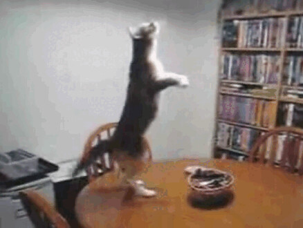 funny dancing. Very Funny Dancing Cat Photo