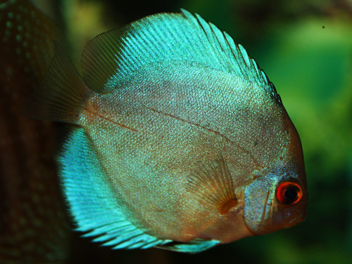 Baby Blue Diamond Discus by amishval.