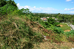 Ilha do Ajuricaba tomada por matagal