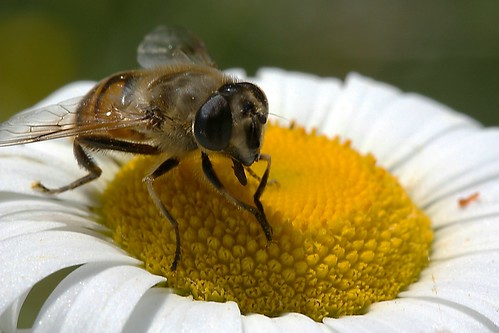 bee on a daisy