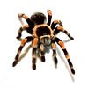 Googlebot Spider