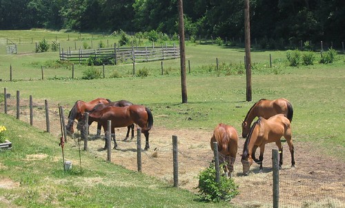 Horses on Newman Road