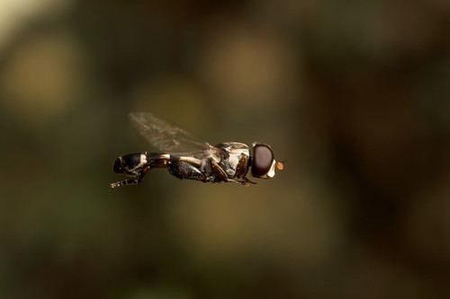 There's only one thing stops a hoverfly in mid flight.. Male hoverfly Syritta pipiens