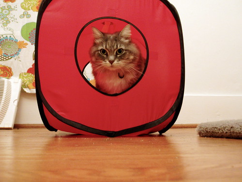 kitty in red cube